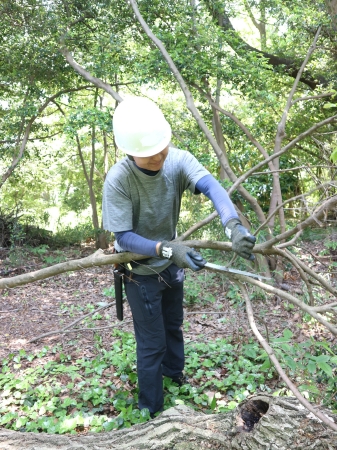 落枝集め