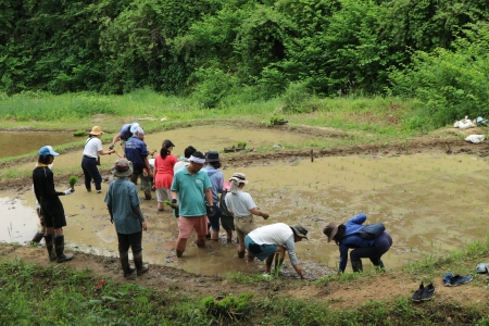 田植え