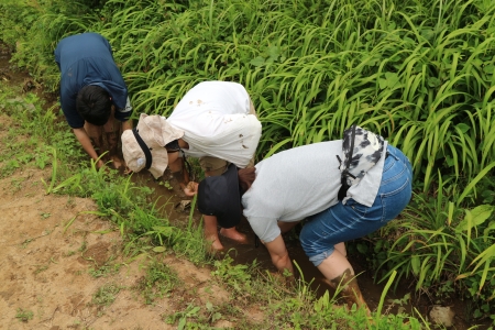 生き物探し