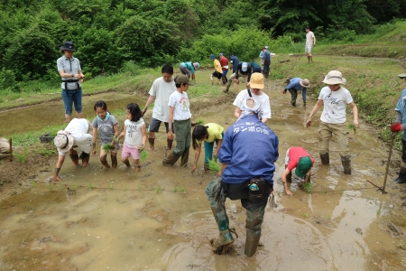 田植えの様子