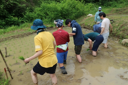 田植えの様子