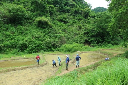 田植えの様子