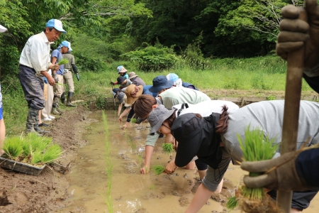 田植え大人のみ