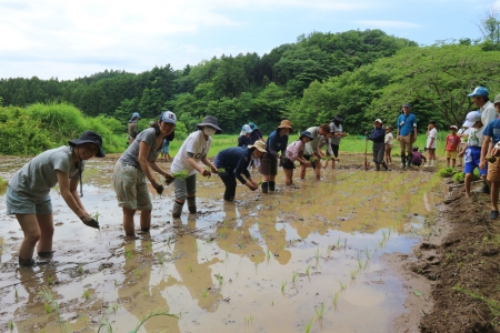 田植え大人のみ