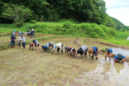 田植え