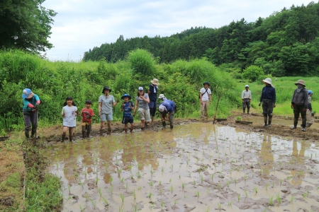 田植え