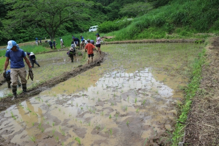 田植え完了