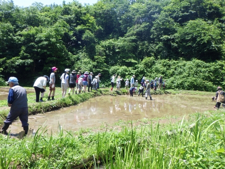 田んぼに到着