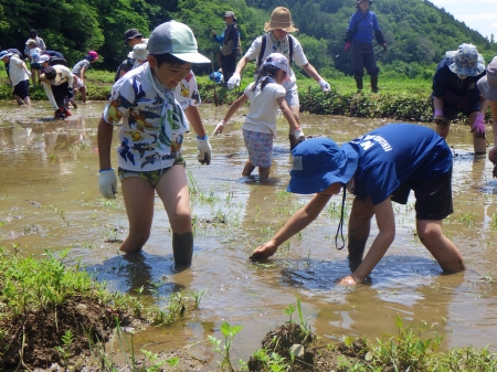 田んぼで草取り