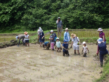 田植え再開