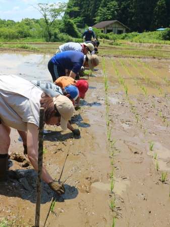 田植え