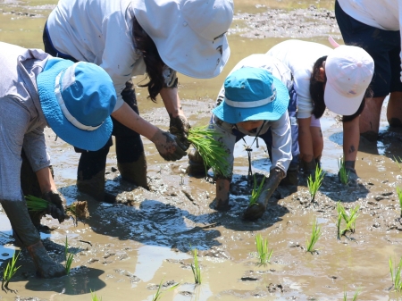 田植えの様子