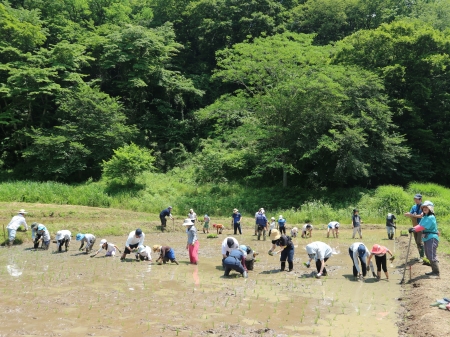 田植え作業