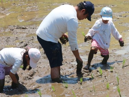 田植え