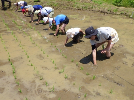 田植え