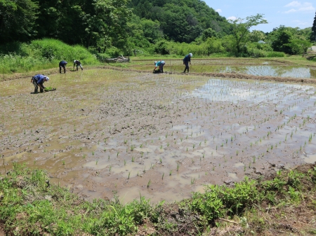 田植えが終わった田んぼ