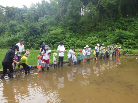 田植え