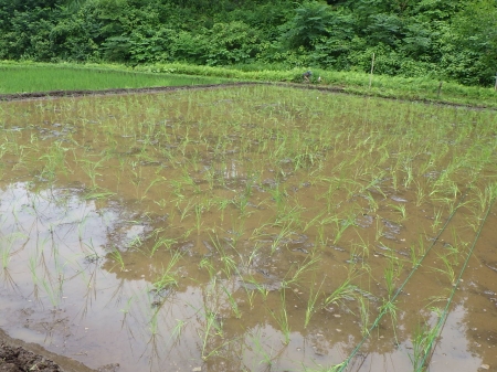 田植え後の田んぼ