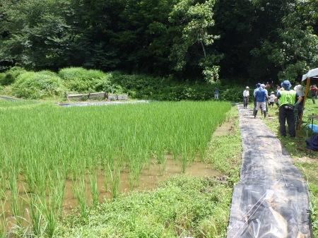 横沢入の田んぼ