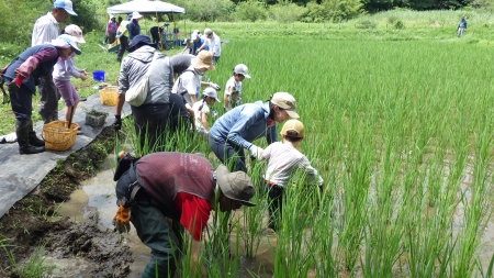 田んぼに入る参加者