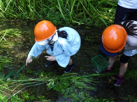 水辺のいきもの調査