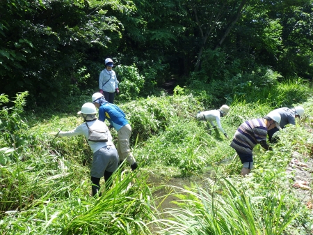 川沿いと湿地の草取り