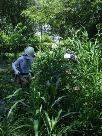 川沿いと湿地の草取り