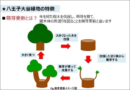 萌芽更新のイラスト図