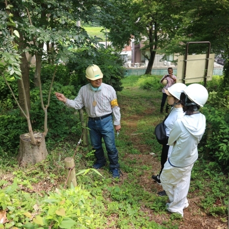 萌芽更新の様子