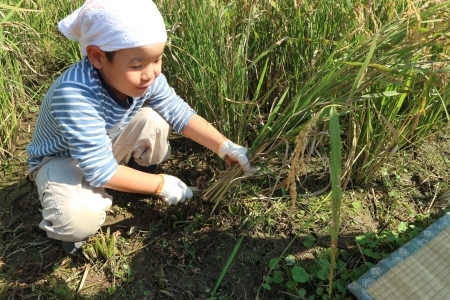 稲刈りをする少年