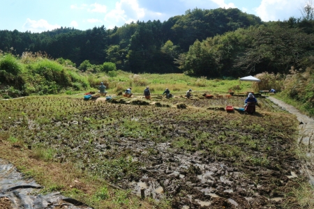 稲刈り後の田んぼ