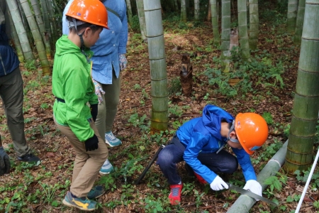 モウソウチクの伐採