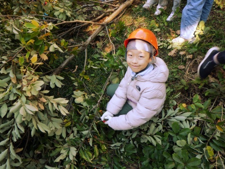 樹木伐採後