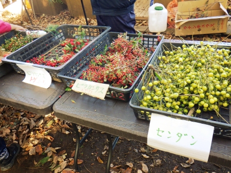 保全地域で採れた実