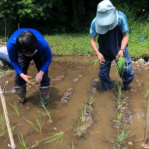 田植え